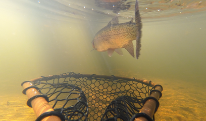 Trout Nets